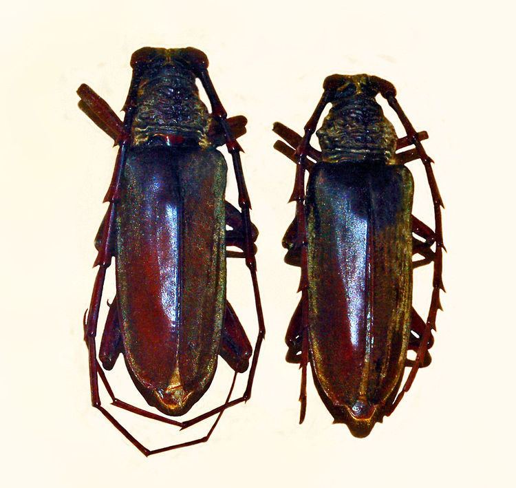 Neoplocaederus fucatus