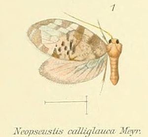 Neopseustidae httpsuploadwikimediaorgwikipediacommonsthu