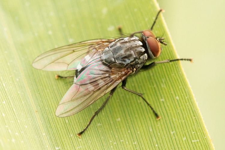 Neoptera Flying made insects more diverse All you need is Biology