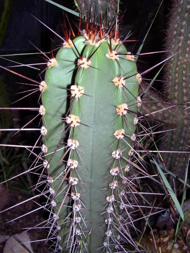 Neoraimondia Cactus Seeds Neoraimondia Wellgrow Horti Trading
