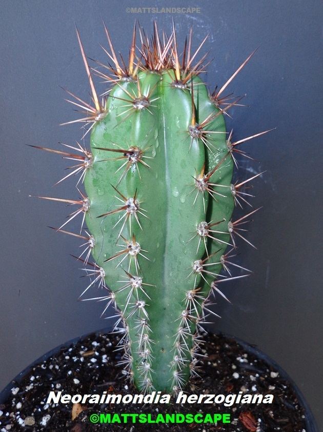 Neoraimondia Hybrid Epi Cactus Display Page