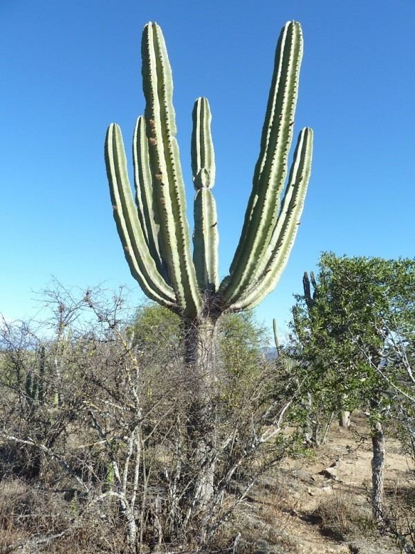 Neoraimondia Neoraimondia herzogiana cactusinhabitat