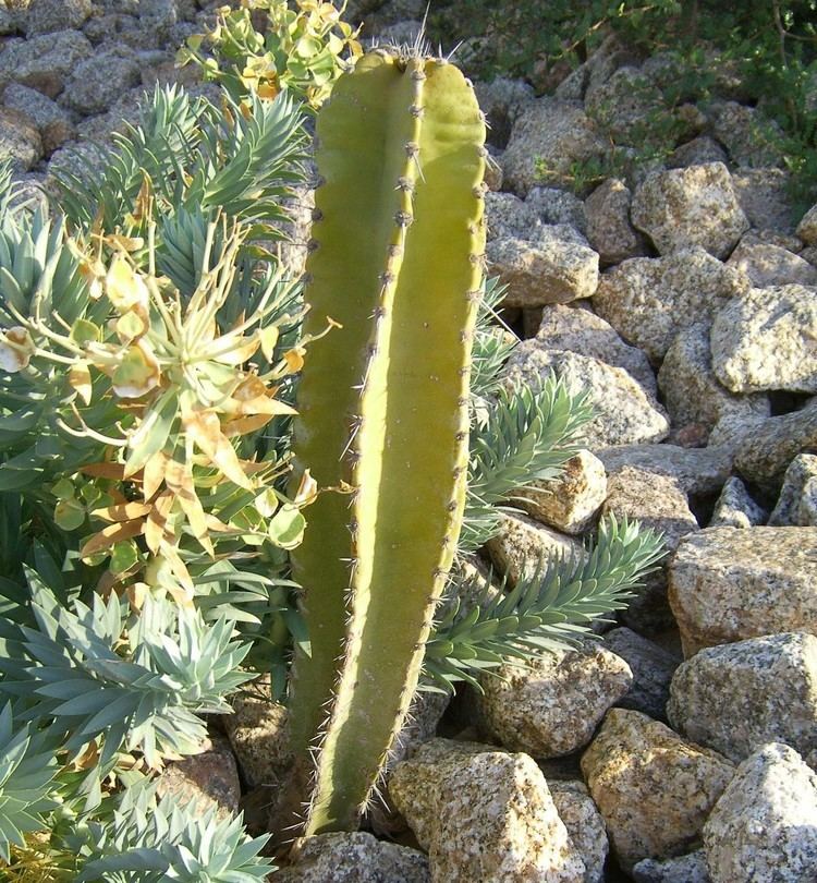 Neoraimondia Cactus Seeds Neoraimondia Wellgrow Horti Trading