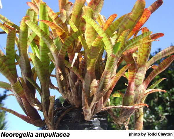 Neoregelia ampullacea FCBS Neoregelia Photo Index Database Search Results