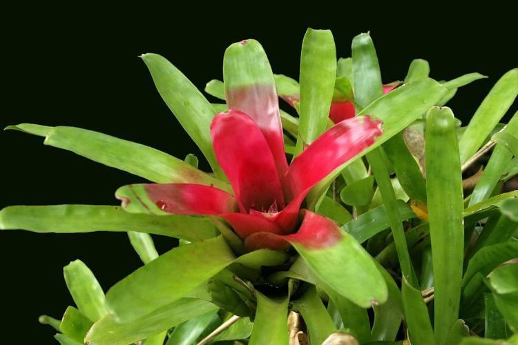 Neoregelia compacta Bromeliads in Australia compacta