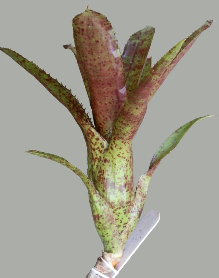 Neoregelia pauciflora Bromeliads in Australia Neoregelia pauciflora Hybrid