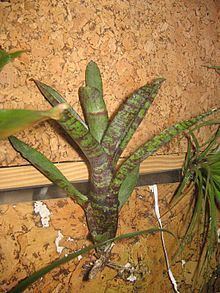 Neoregelia pauciflora httpsuploadwikimediaorgwikipediacommonsthu