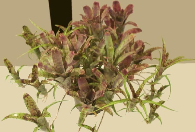 Neoregelia pauciflora Bromeliads in Australia pauciflora