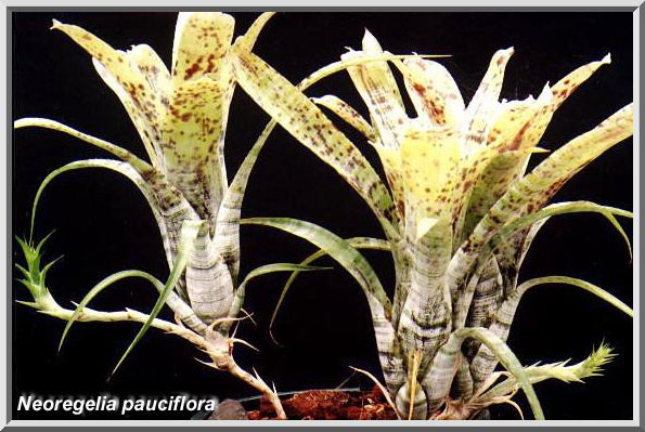 Neoregelia pauciflora Pauciflora39 300
