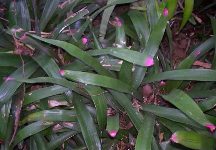 Neoregelia spectabilis Bromeliads in Australia Neoregelia spectabilis and Jaffa