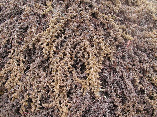 Neorhodomela larix Seaweeds of Alaska
