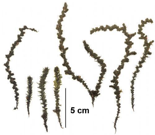 Neorhodomela larix Black pine Neorhodomela larix Biodiversity of the Central Coast