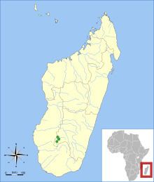 Neoromicia malagasyensis httpsuploadwikimediaorgwikipediacommonsthu