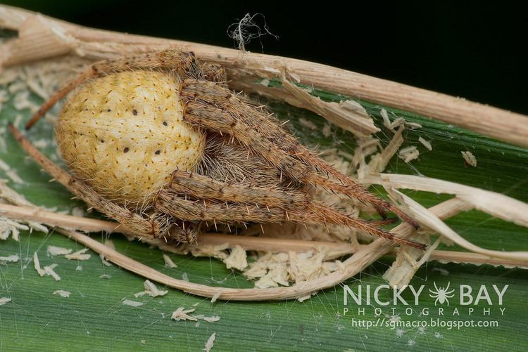Neoscona punctigera Orb Weaver Spider Neoscona punctigera DSC3798 Flickr