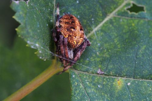 Neoscona punctigera Neoscona punctigera iNaturalistorg