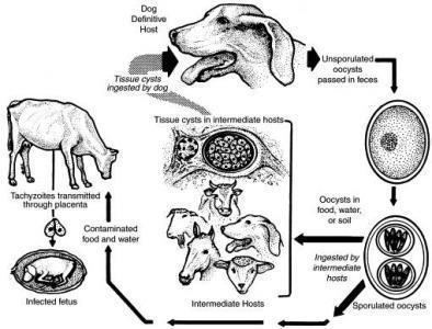 Neospora Neospora caninum Abortion in Cattle Animal amp Food Sciences
