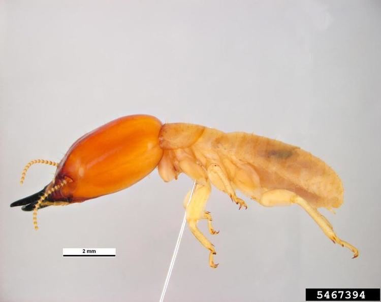 Neotermes ringant termite Neotermes insularis Isoptera Kalotermitidae