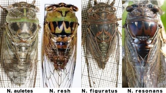 Neotibicen The Large Neotibicen Cicada Mania