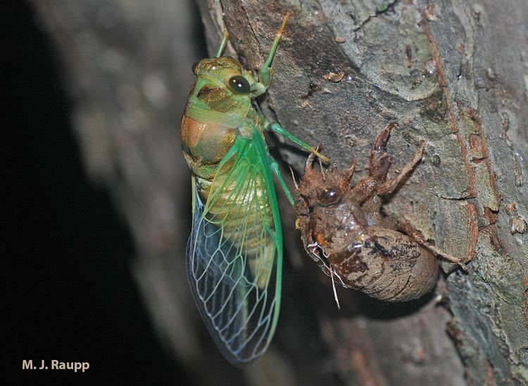 Neotibicen Dog days and their cicadas ltigtNeotibicenltigt formerly ltigtTibicen