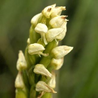 Neotinea maculata Wildflower Orchid Denseflowered Irish Wild Flora Wildflowers of