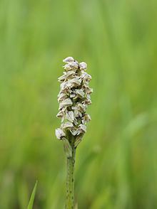 Neotinea maculata httpsuploadwikimediaorgwikipediacommonsthu