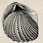 Neotrigonia margaritacea httpsuploadwikimediaorgwikipediacommonsthu
