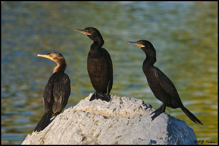 Neotropic cormorant Neotropic Cormorant Page