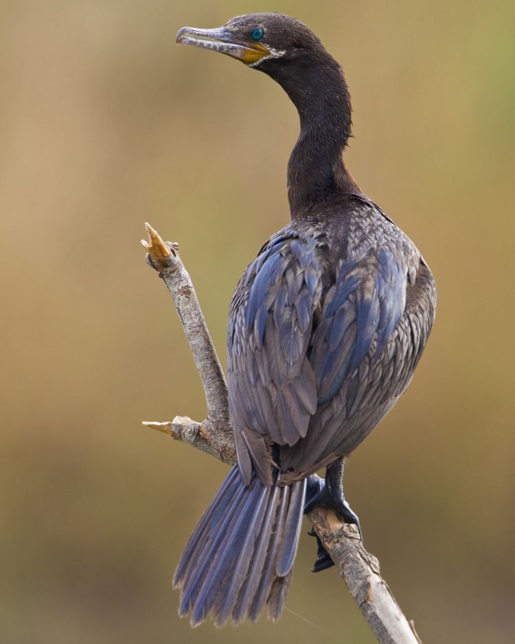 Neotropic cormorant Neotropic Cormorant Audubon Field Guide