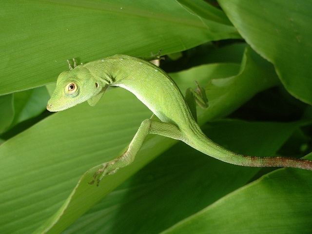 Neotropical green anole httpsc1staticflickrcom651915892904996edc2