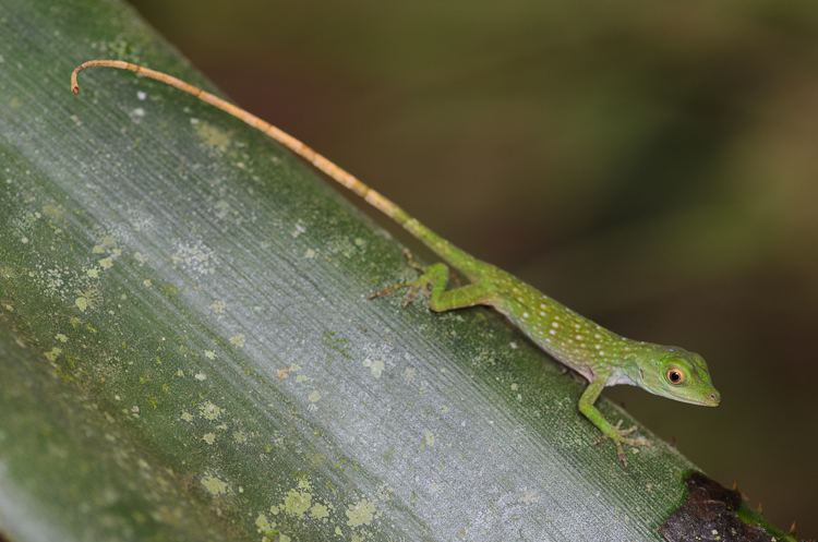 Neotropical green anole Neotropical Green Anole Related Keywords amp Suggestions Neotropical
