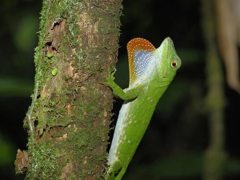 Neotropical green anole Neotropical Green Anole Related Keywords amp Suggestions Neotropical