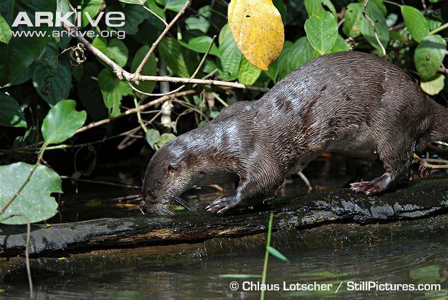 Neotropical otter Neotropical otter videos photos and facts Lontra longicaudis ARKive