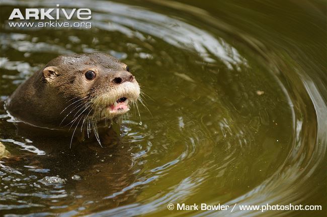 Neotropical otter Neotropical otter photo Lontra longicaudis G61247 ARKive