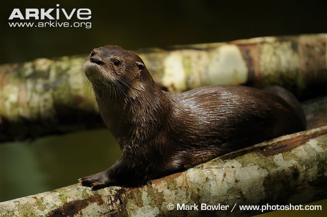 Neotropical otter Neotropical otter photo Lontra longicaudis G61250 ARKive