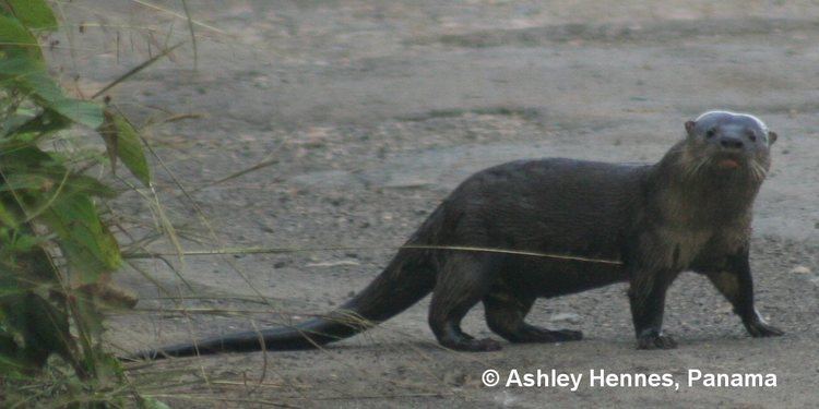 Neotropical otter IUCN OSG Lontra longicaudis