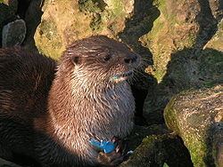 Neotropical otter httpsuploadwikimediaorgwikipediacommonsthu