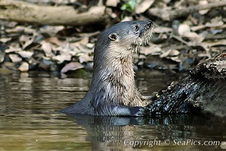 Neotropical otter Neotropical Otter Pictures Photos Images SeaPicscom