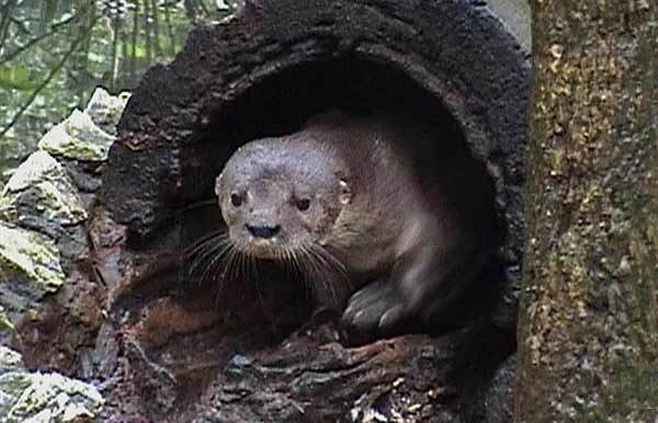 Neotropical otter riverotterjpg