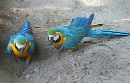 Neotropical parrot httpsuploadwikimediaorgwikipediacommonsthu