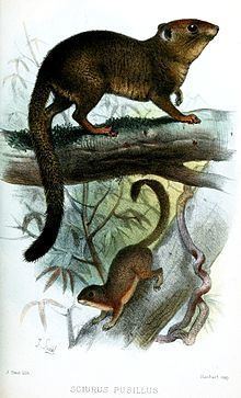 Neotropical pygmy squirrel httpsuploadwikimediaorgwikipediacommonsthu