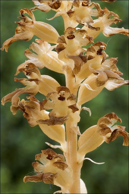 Neottia Neottia nidusavis Bird39snest orchid Ophrys nidusavis