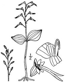 Neottia bifolia httpsuploadwikimediaorgwikipediacommonsthu