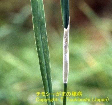Neotyphodium Neotyphodium endophyte Japanese Fungi on Plants