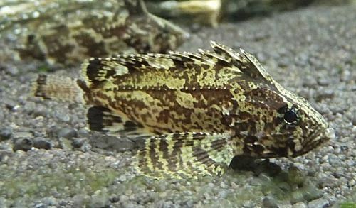Neovespicula depressifrons The Brackish Tank Butterfly Goby Genus Neovespicula Species N