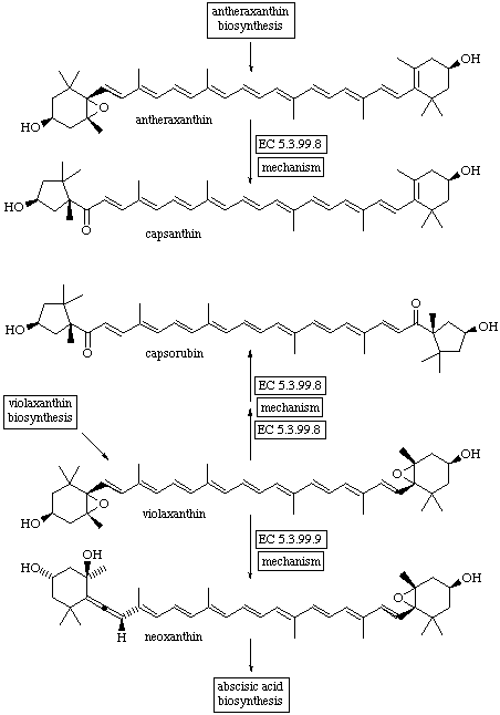 Neoxanthin neoxanthin biosynthesis