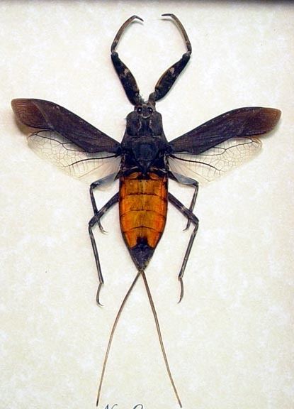 Nepa cinerea Nepa Cinerea Real Framed Water Scorpion True Bug Beetle Native