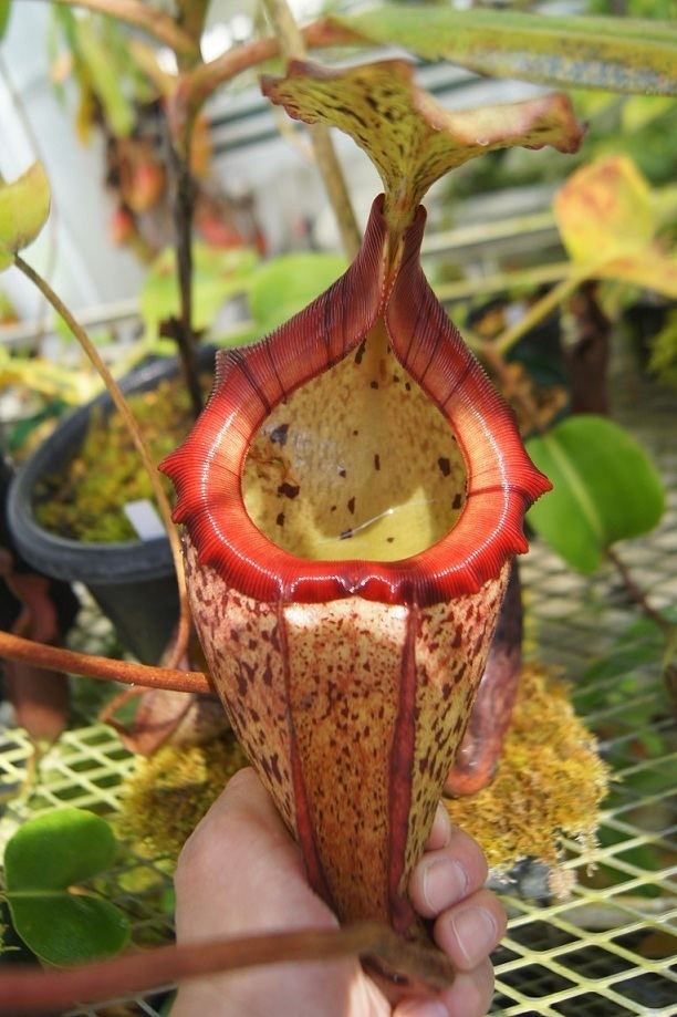 Nepenthes × alisaputrana Nx alisaputrana 1 f u k u r o Yahoo