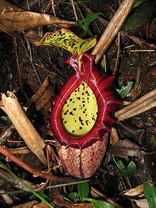 Nepenthes × alisaputrana httpsuploadwikimediaorgwikipediacommonsthu
