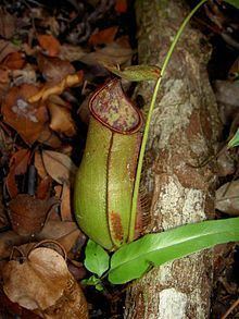 Nepenthes × cantleyi httpsuploadwikimediaorgwikipediacommonsthu