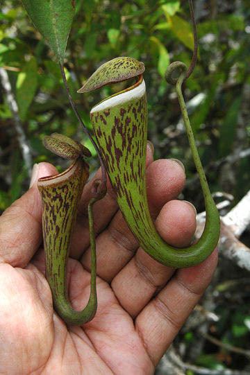 Nepenthes × cincta httpsuploadwikimediaorgwikipediacommonsff